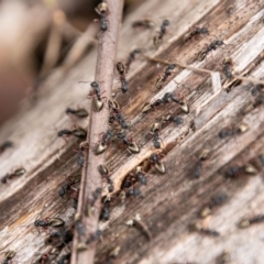 Dolichoderus scabridus at Paddys River, ACT - 15 Dec 2018 02:46 PM