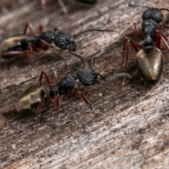 Dolichoderus scabridus at Paddys River, ACT - 15 Dec 2018 02:46 PM