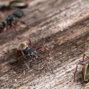 Dolichoderus scabridus at Paddys River, ACT - 15 Dec 2018 02:46 PM