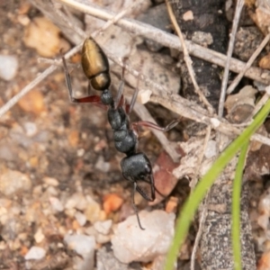 Myrmecia fulvipes at Paddys River, ACT - 15 Dec 2018 12:54 PM