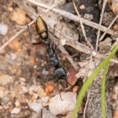 Myrmecia fulvipes (Red-legged Toothless bull ant) at Tidbinbilla Nature Reserve - 15 Dec 2018 by SWishart