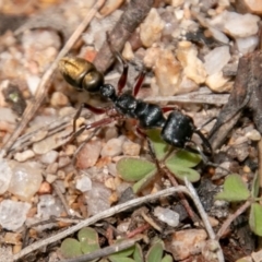 Myrmecia fulvipes at Paddys River, ACT - 15 Dec 2018 12:54 PM