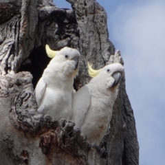 Cacatua galerita (Sulphur-crested Cockatoo) at GG120 - 5 Jan 2019 by JackyF