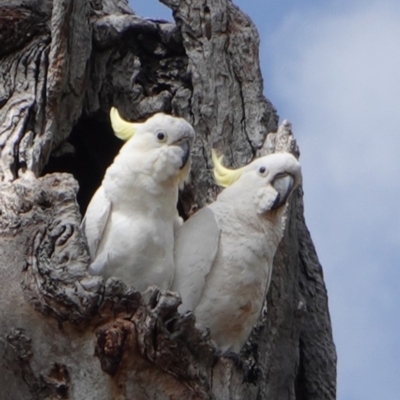 Cacatua galerita (Sulphur-crested Cockatoo) at GG139 - 5 Jan 2019 by JackyF