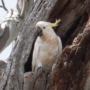 Cacatua galerita at Deakin, ACT - 5 Jan 2019