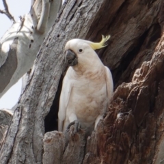 Cacatua galerita (Sulphur-crested Cockatoo) at Deakin, ACT - 5 Jan 2019 by JackyF