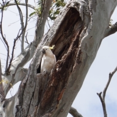 Cacatua galerita at Deakin, ACT - 5 Jan 2019