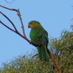 Alisterus scapularis at Hughes, ACT - 6 Jan 2019 07:30 PM