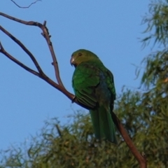 Alisterus scapularis at Hughes, ACT - 6 Jan 2019 07:30 PM