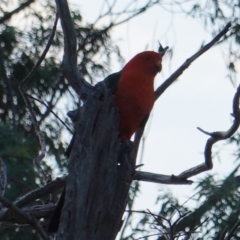 Alisterus scapularis at Hughes, ACT - 6 Jan 2019 07:30 PM