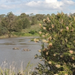 Callistemon sieberi (River Bottlebrush) at Tuggeranong, ACT - 18 Dec 2018 by MichaelBedingfield