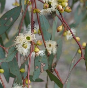 Eucalyptus melliodora at Red Hill to Yarralumla Creek - 7 Jan 2019