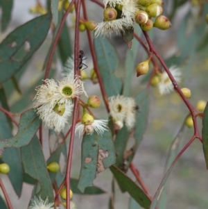 Eucalyptus melliodora at Hughes, ACT - 7 Jan 2019
