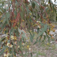 Eucalyptus melliodora at Red Hill to Yarralumla Creek - 7 Jan 2019