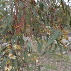 Eucalyptus melliodora at Hughes, ACT - 7 Jan 2019