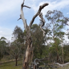 Eucalyptus melliodora at Red Hill to Yarralumla Creek - 7 Jan 2019