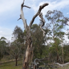 Eucalyptus melliodora at Red Hill to Yarralumla Creek - 7 Jan 2019 05:07 PM