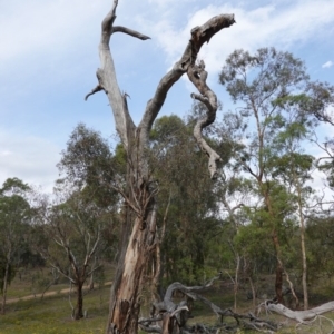 Eucalyptus melliodora at Hughes, ACT - 7 Jan 2019