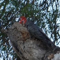 Callocephalon fimbriatum (Gang-gang Cockatoo) at Red Hill, ACT - 6 Jan 2019 by JackyF