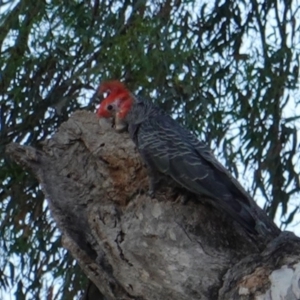 Callocephalon fimbriatum at Red Hill, ACT - 6 Jan 2019