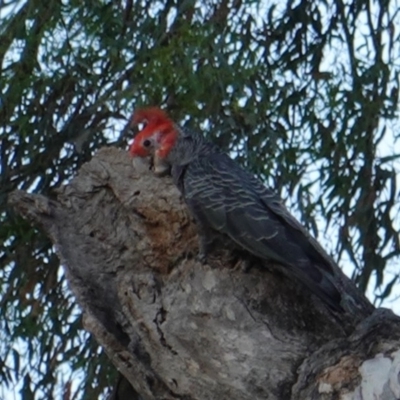 Callocephalon fimbriatum (Gang-gang Cockatoo) at Red Hill, ACT - 6 Jan 2019 by JackyF
