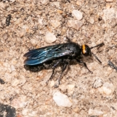 Scolia (Discolia) verticalis (Yellow-headed hairy flower wasp) at Paddys River, ACT - 15 Dec 2018 by SWishart