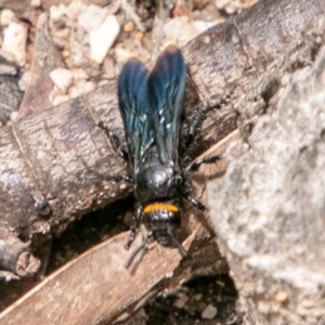 Scolia (Discolia) verticalis at Paddys River, ACT - 15 Dec 2018