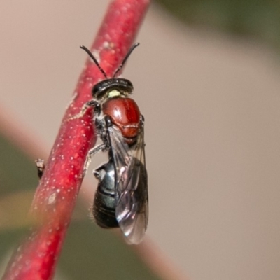 Euryglossa ephippiata (Saddleback Euryglossine Bee) at Gibraltar Pines - 15 Dec 2018 by SWishart