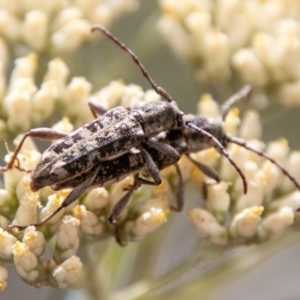 Pempsamacra dispersa at Paddys River, ACT - 15 Dec 2018