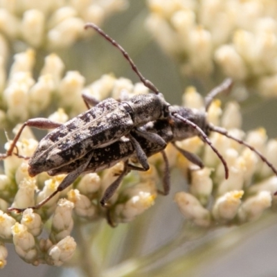 Pempsamacra dispersa (Longhorn beetle) at Tidbinbilla Nature Reserve - 15 Dec 2018 by SWishart
