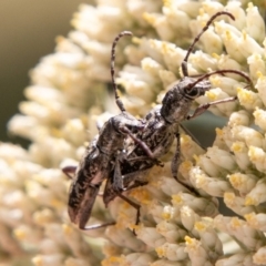 Pempsamacra dispersa at Paddys River, ACT - 15 Dec 2018 01:21 PM