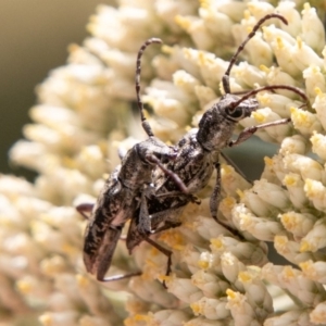 Pempsamacra dispersa at Paddys River, ACT - 15 Dec 2018 01:21 PM