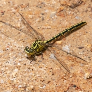 Austrogomphus guerini at Paddys River, ACT - 15 Dec 2018