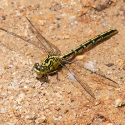 Austrogomphus guerini (Yellow-striped Hunter) at Tidbinbilla Nature Reserve - 15 Dec 2018 by SWishart