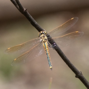 Hemicordulia tau at Paddys River, ACT - 15 Dec 2018 03:27 PM