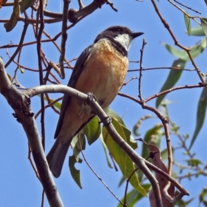 Pachycephala rufiventris at Fyshwick, ACT - 3 Jan 2019 10:31 AM