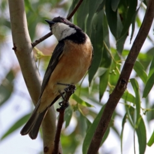 Pachycephala rufiventris at Fyshwick, ACT - 3 Jan 2019 10:31 AM