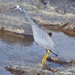 Egretta novaehollandiae (White-faced Heron) at Point Hut to Tharwa - 7 Jan 2019 by RodDeb