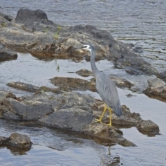 Egretta novaehollandiae at Gordon, ACT - 7 Jan 2019 04:42 PM