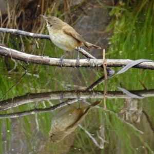 Acrocephalus australis at Paddys River, ACT - 7 Jan 2019