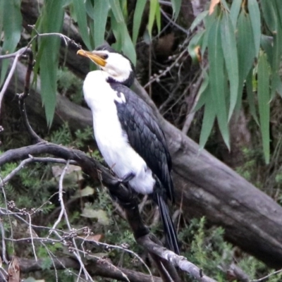 Microcarbo melanoleucos (Little Pied Cormorant) at Paddys River, ACT - 7 Jan 2019 by RodDeb