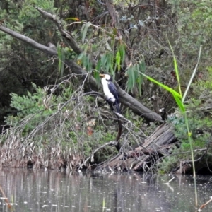 Microcarbo melanoleucos at Paddys River, ACT - 7 Jan 2019
