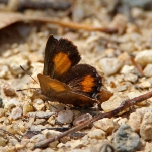 Paralucia aurifera at Paddys River, ACT - 7 Jan 2019 03:05 PM