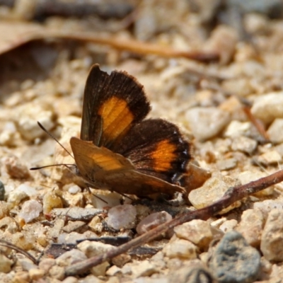 Paralucia aurifera (Bright Copper) at Tidbinbilla Nature Reserve - 7 Jan 2019 by RodDeb