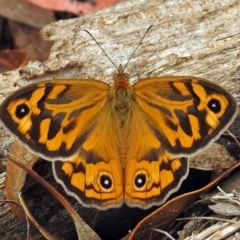 Heteronympha merope (Common Brown Butterfly) at Tidbinbilla Nature Reserve - 7 Jan 2019 by RodDeb