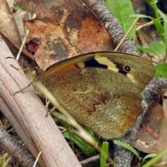 Heteronympha merope at Paddys River, ACT - 7 Jan 2019 11:50 AM