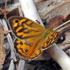 Heteronympha merope at Paddys River, ACT - 7 Jan 2019 11:50 AM