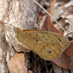 Heteronympha merope at Paddys River, ACT - 7 Jan 2019 11:50 AM