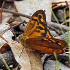 Heteronympha merope at Paddys River, ACT - 7 Jan 2019