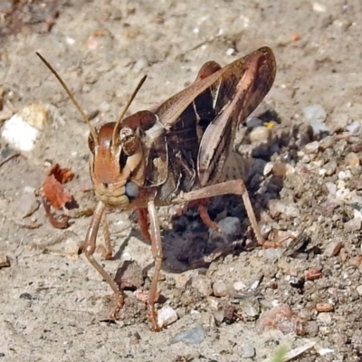 Gastrimargus musicus (Yellow-winged Locust or Grasshopper) at Tidbinbilla Nature Reserve - 7 Jan 2019 by RodDeb
